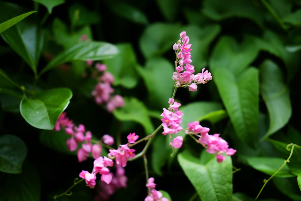 jarak tanam indigofera