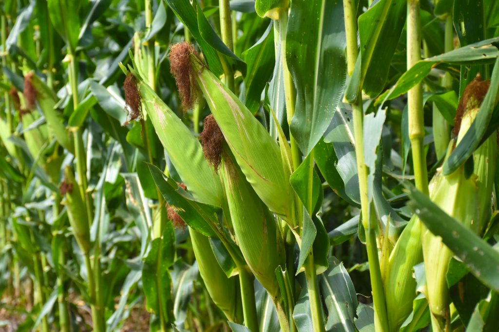 jarak tanam jagung