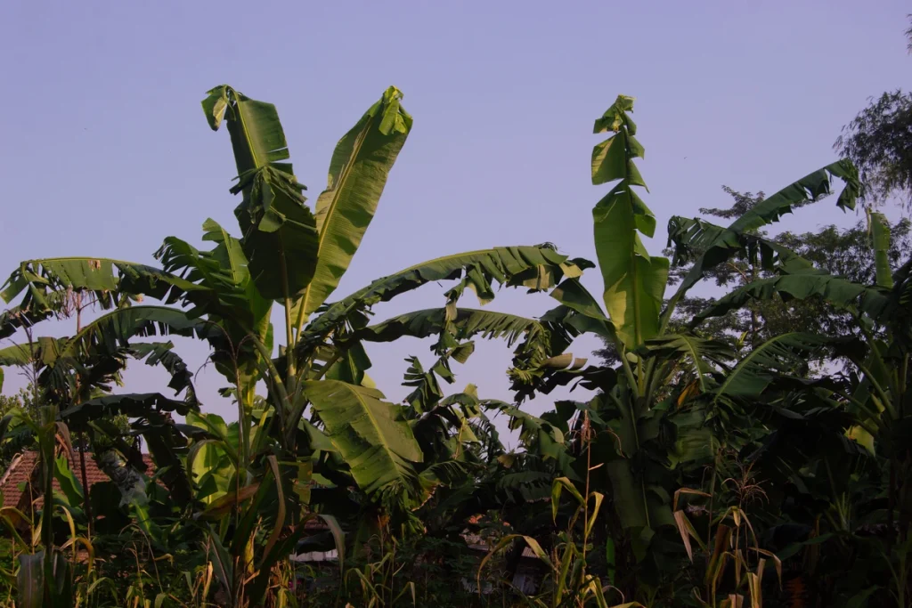 jarak tanam pisang kepok