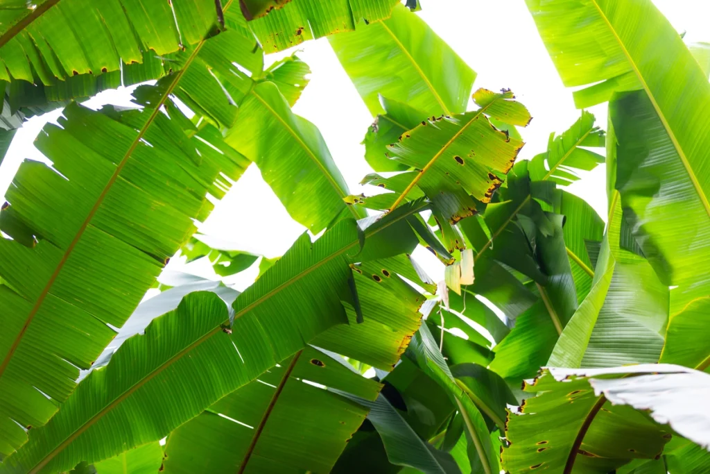 jarak tanam pisang raja