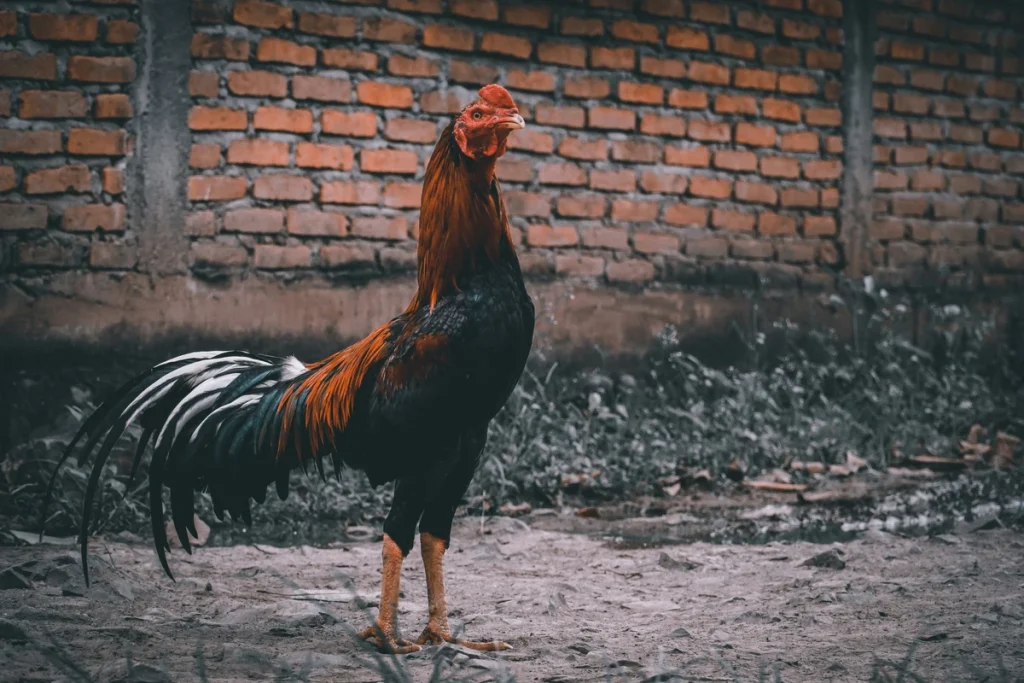 jenis ayam aduan yang sering menang