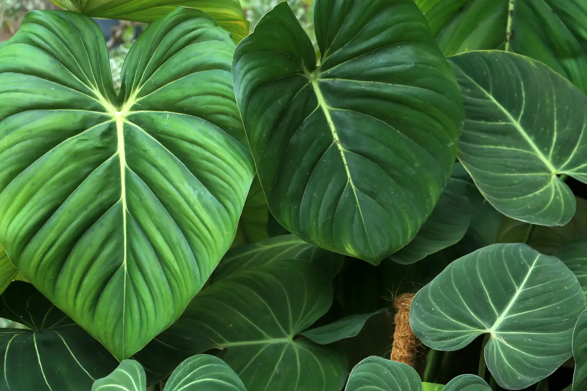 jenis philodendron termahal