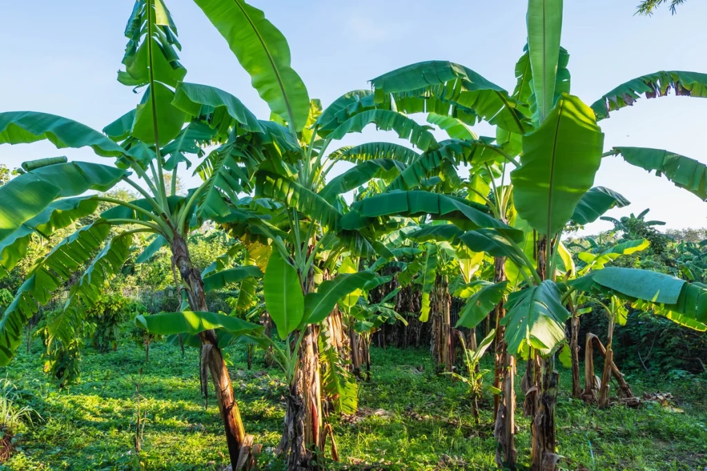 jenis pisang di indonesia