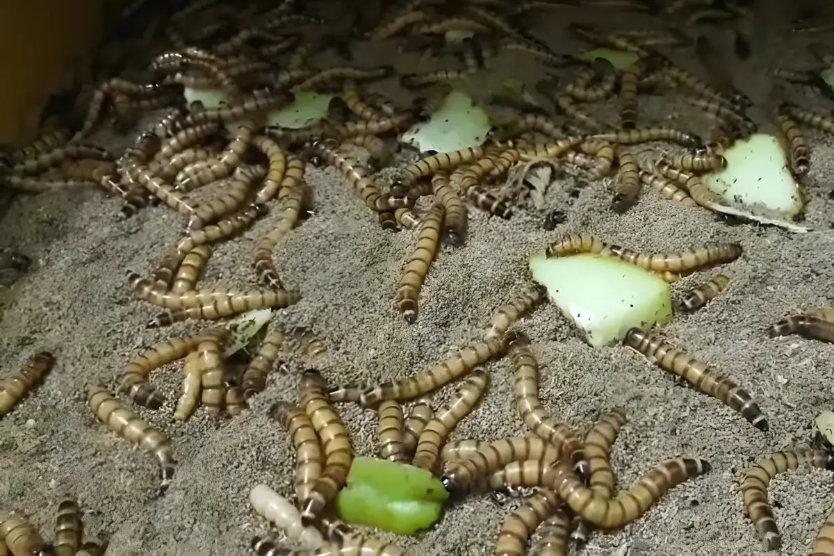 manfaat ulat jerman untuk ikan channa