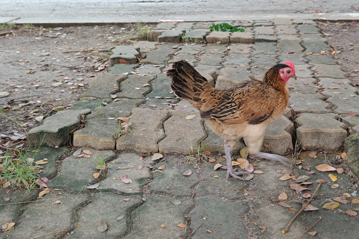 pakan ayam kampung