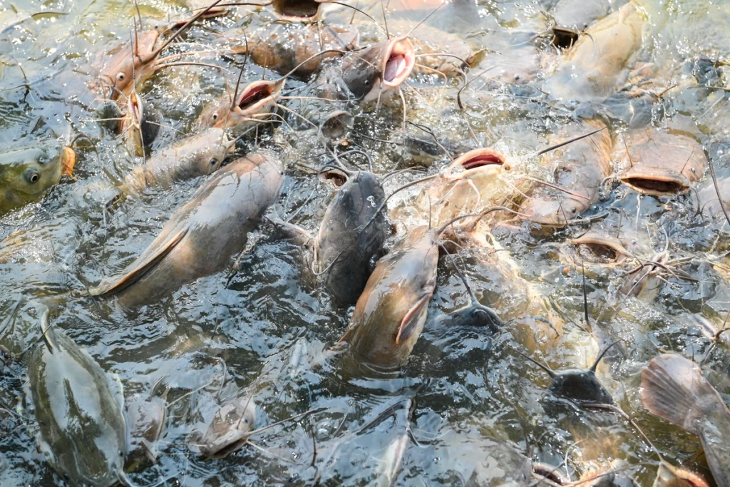 pakan ikan lele alami