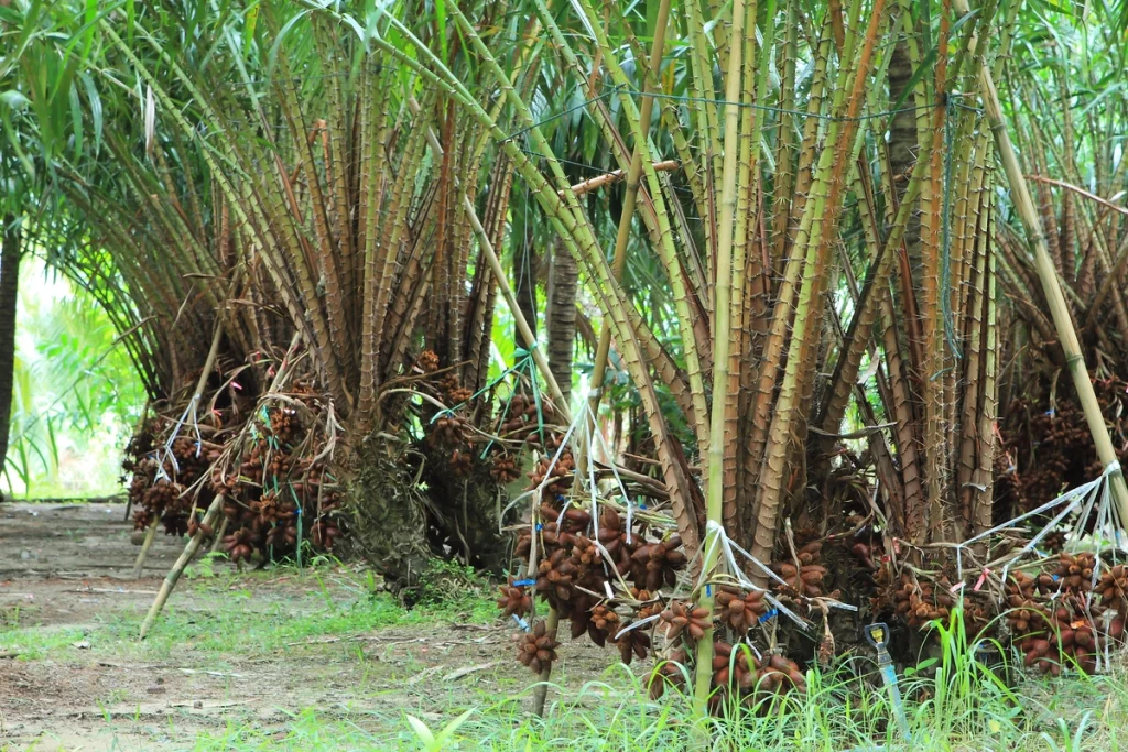 pupuk sawit agar daun hijau