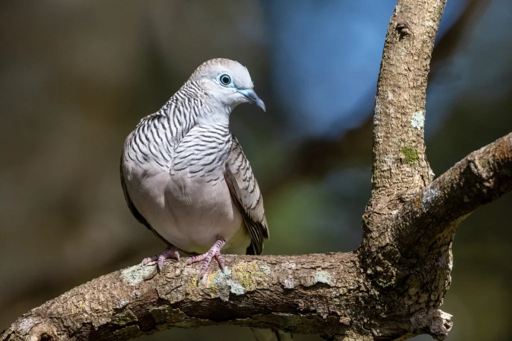 manfaat kacang hijau untuk burung perkutut