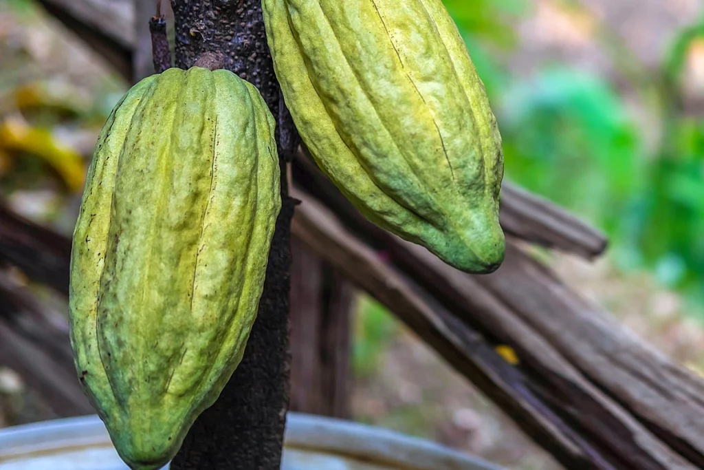 pupuk cair perangsang buah kakao