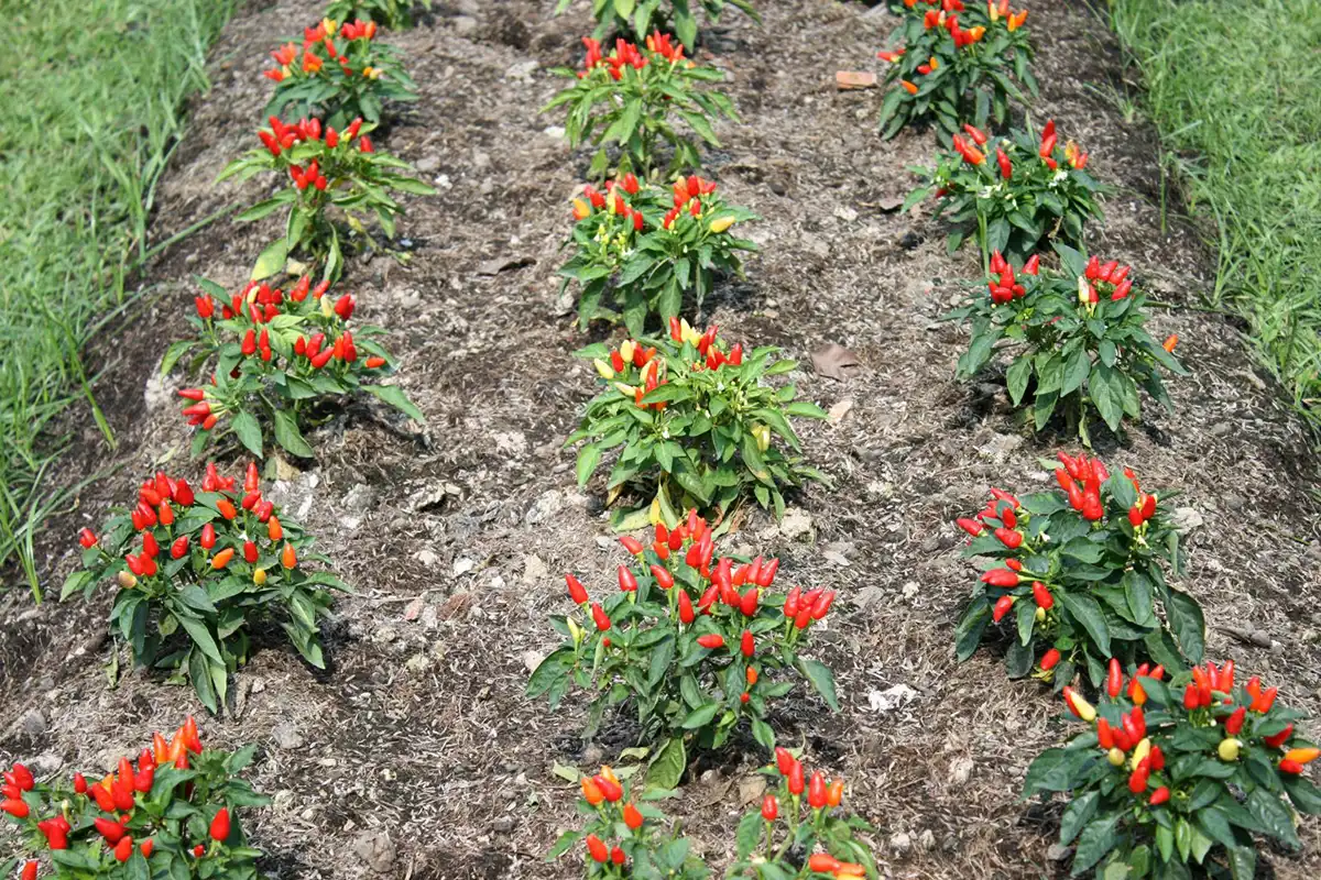 Ukuran Bedengan Cabe yang Ideal Meningkatkan Hasil Panen