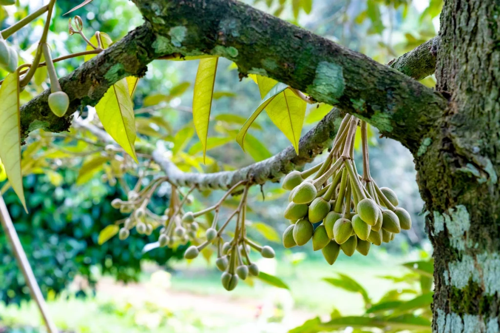 cara alami agar bunga durian tidak rontok