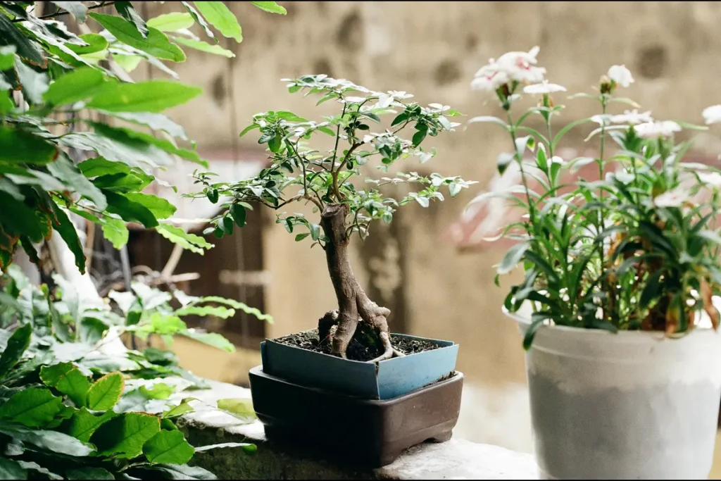 cara membuat bonsai dari akar pohon