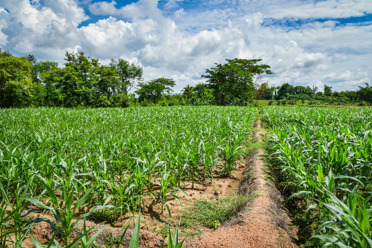 cara menanam jagung dari biji