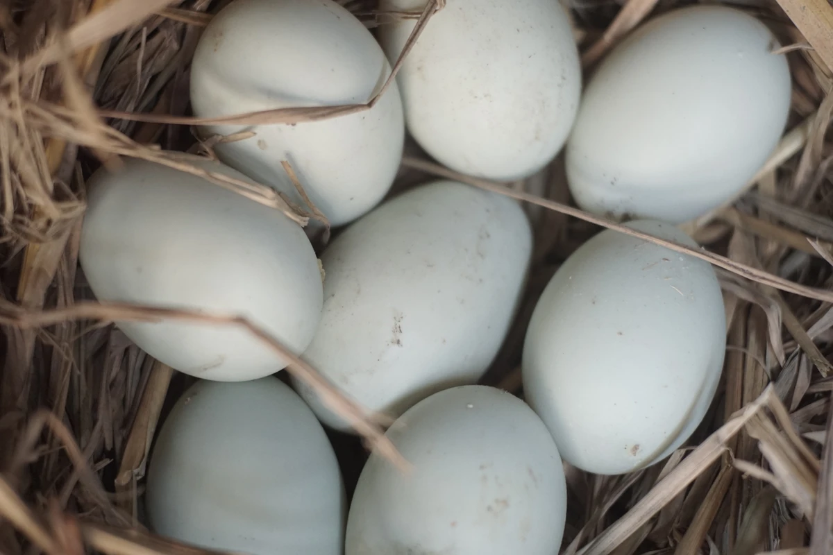 cara menetaskan telur bebek secara alami