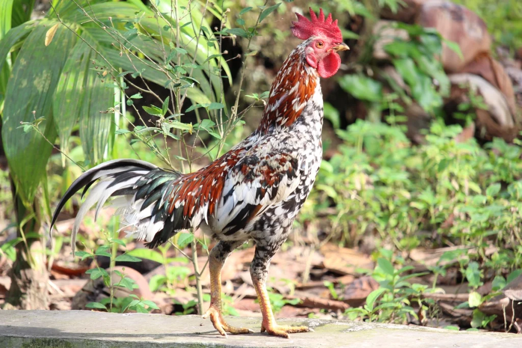 cara meningkatkan nafsu makan ayam bangkok