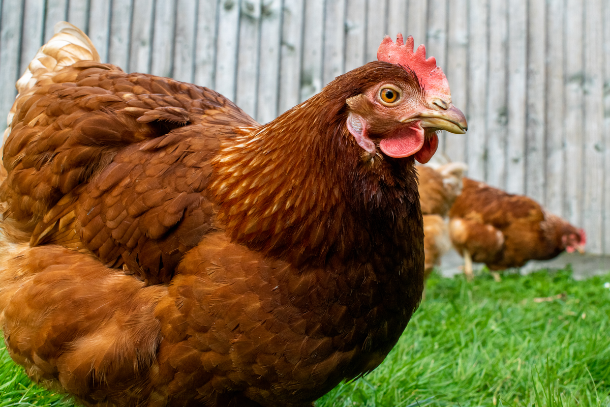 cara meningkatkan produksi telur ayam petelur