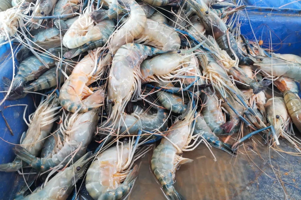 cara pemberian probiotik pada udang vaname