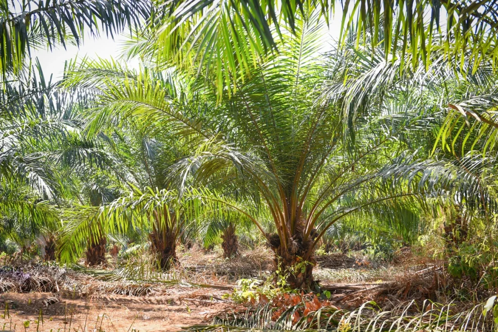 cara perawatan kelapa sawit