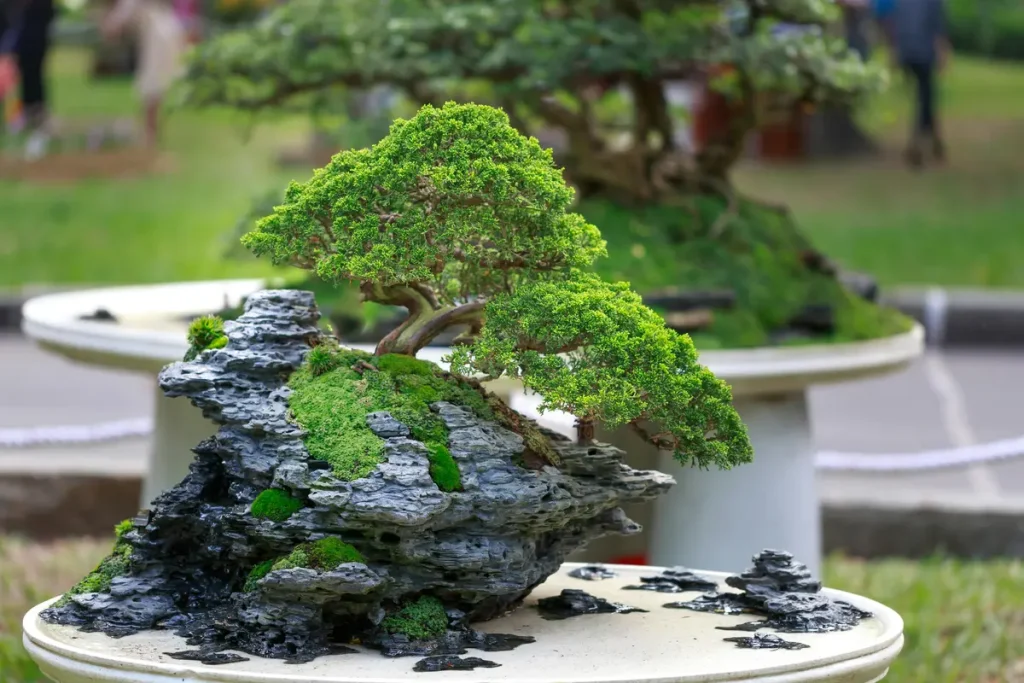 jenis bonsai termahal