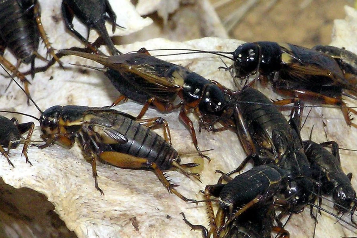 manfaat jangkrik untuk murai batu