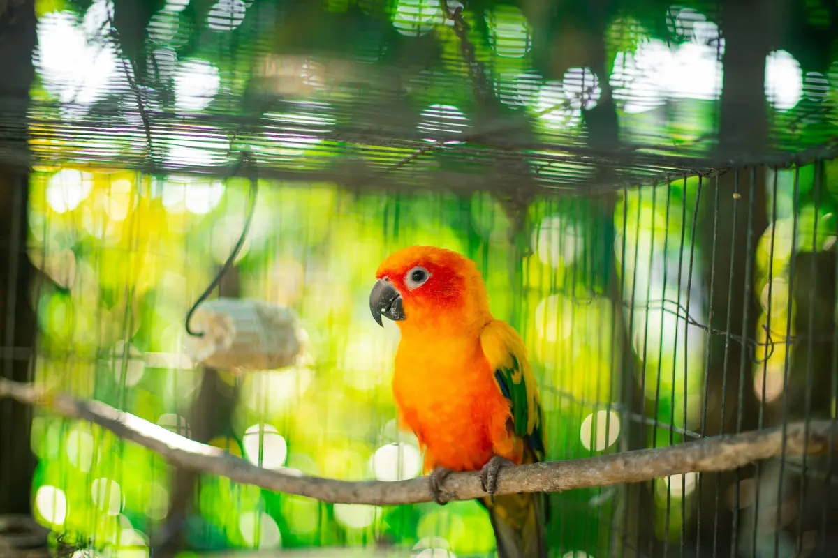 manfaat jemur burung sore hari