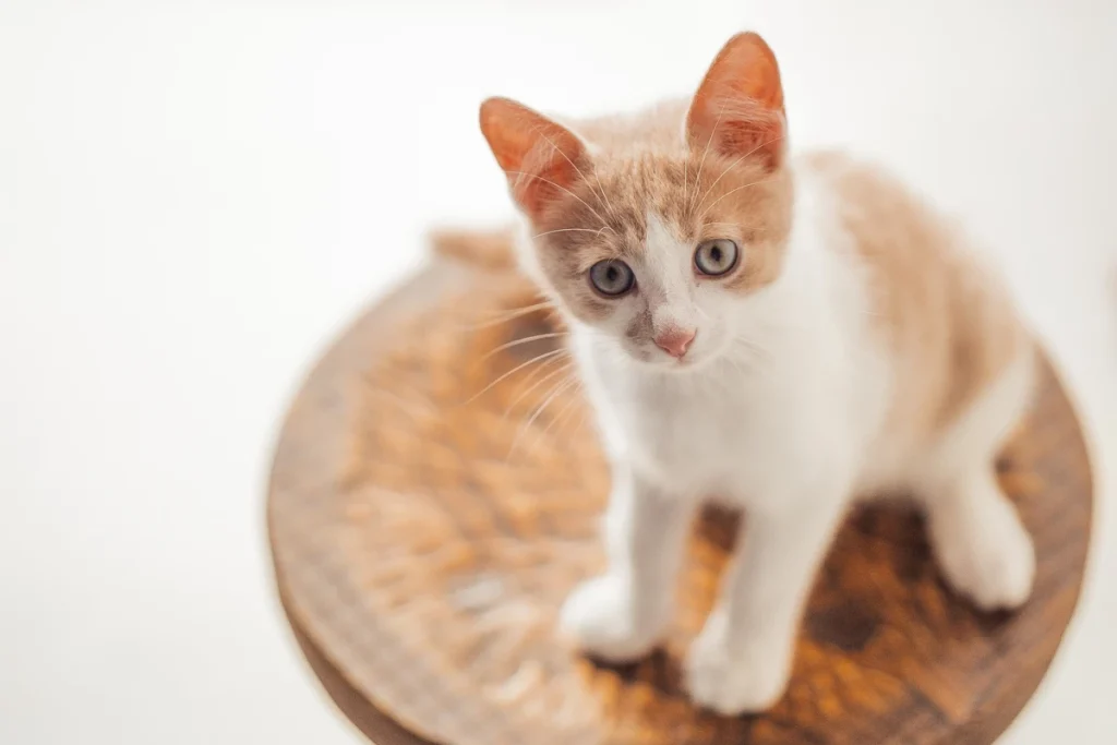 umur berapa kucing bisa makan