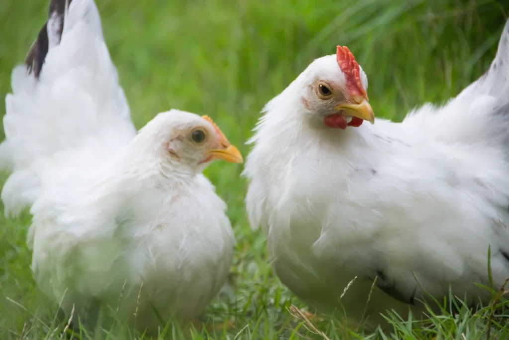 vitamin ayam broiler agar cepat besar