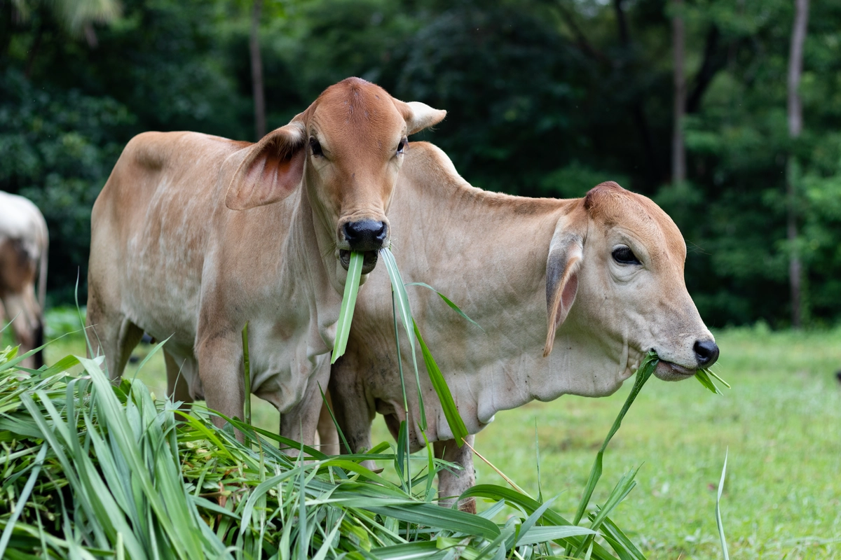 vitamin sapi agar cepat gemuk