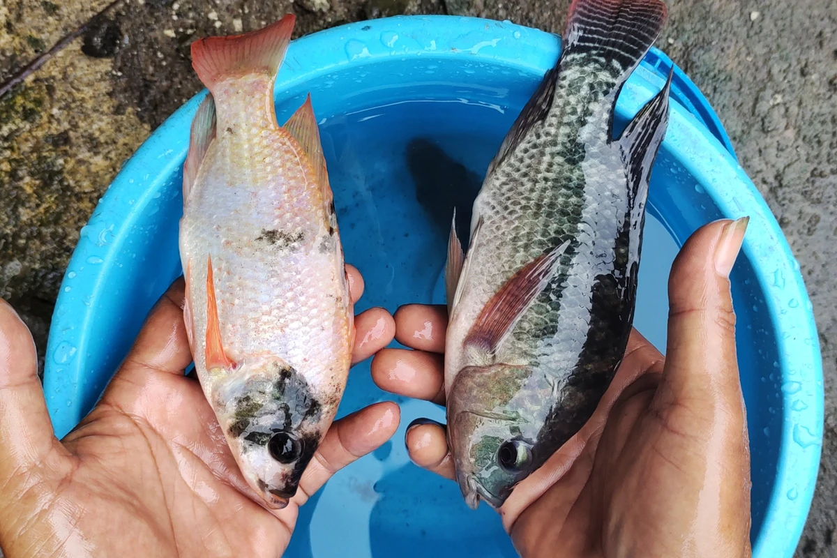 budidaya ikan air tawar yang paling menguntungkan