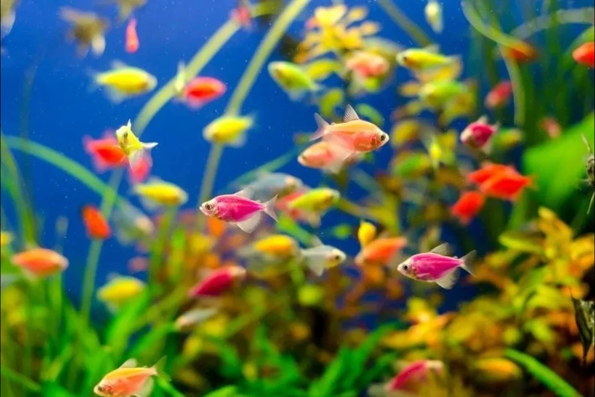 cara budidaya ikan glofish