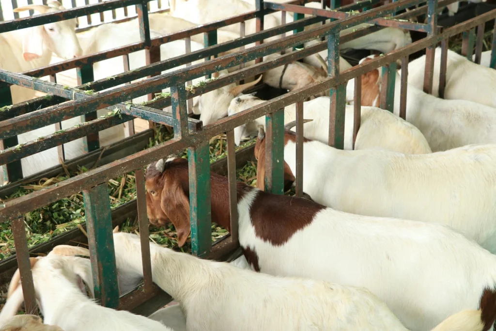 cara fermentasi pakan kambing