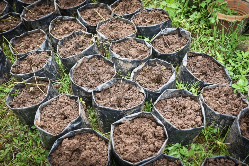 cara membuat media tanam untuk cabe