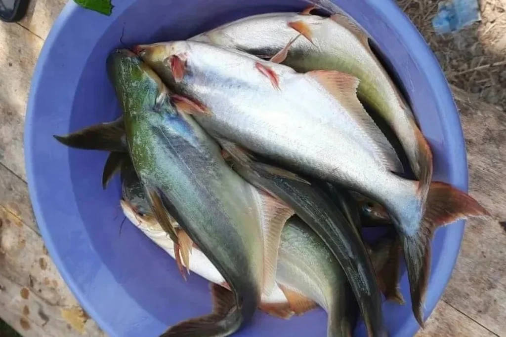 cara memelihara ikan patin di ember