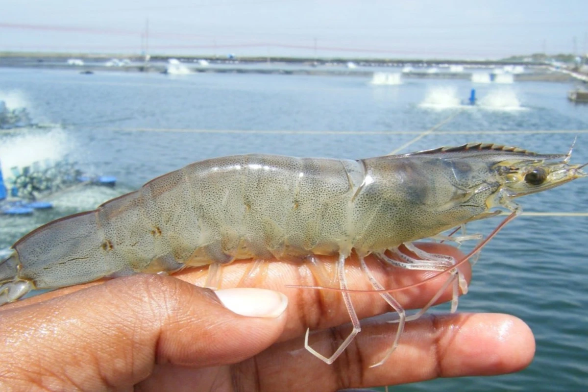 cara mencegah penyakit ehp pada udang