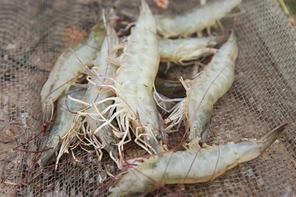 cara mengatasi berak putih pada udang vannamei