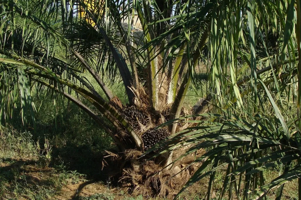 cara mengatasi karat daun pada sawit