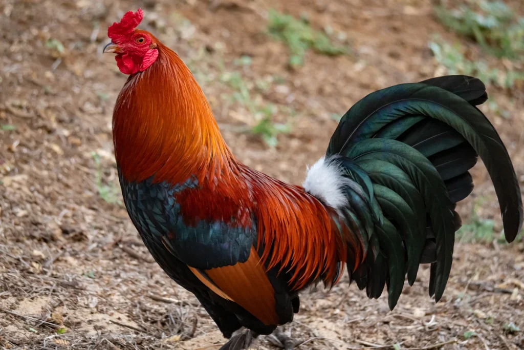 cara mengawinkan ayam bangkok