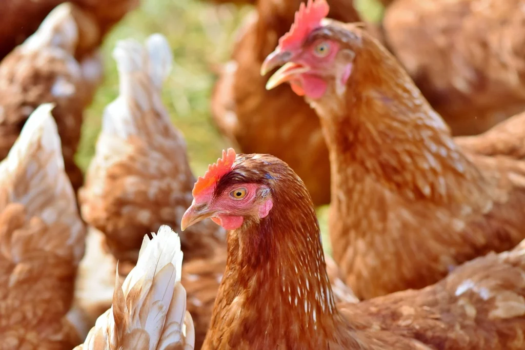 cara mengawinkan ayam kampung