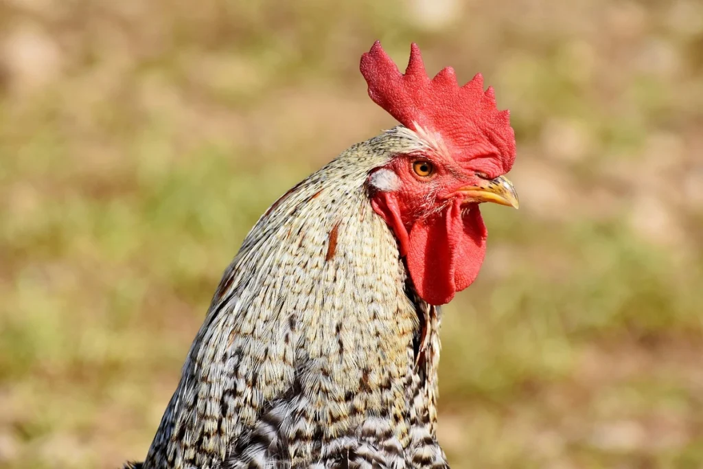 cara mengobati penyakit kuning pada ayam bangkok