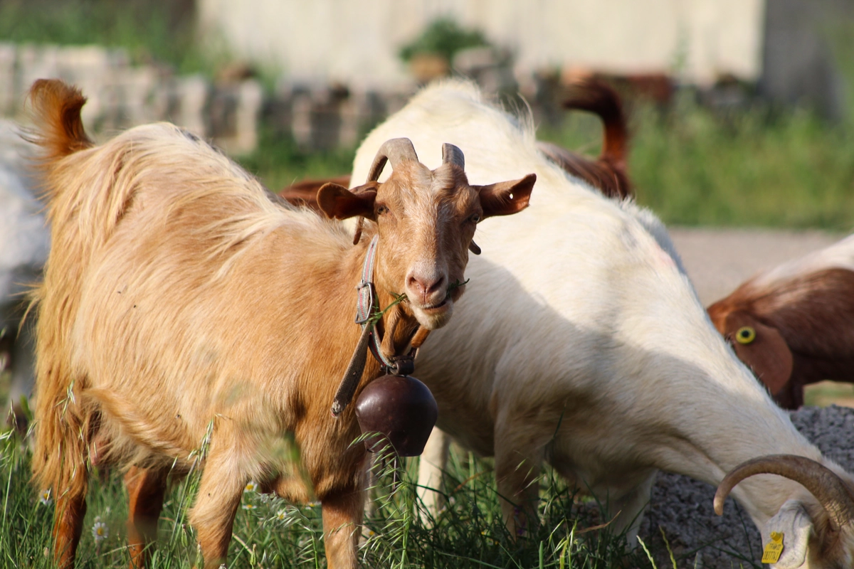 ciri ciri kambing birahi