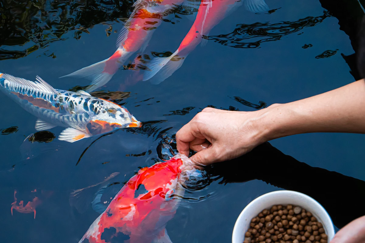 dosis pupuk untuk kolam ikan