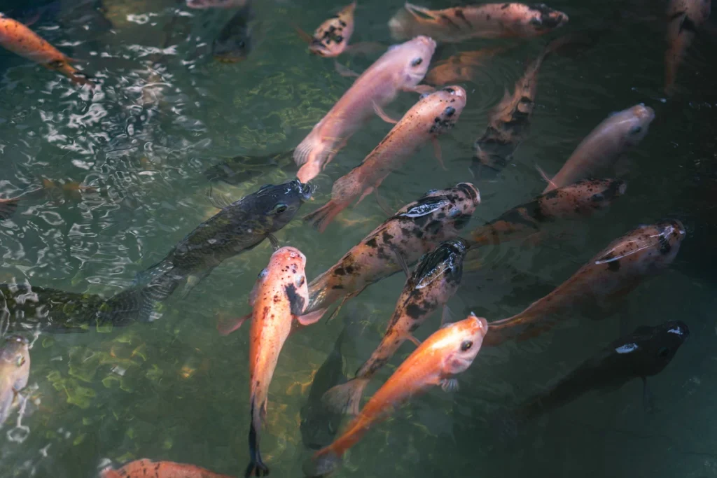 ikan yang bisa dicampur dengan lele