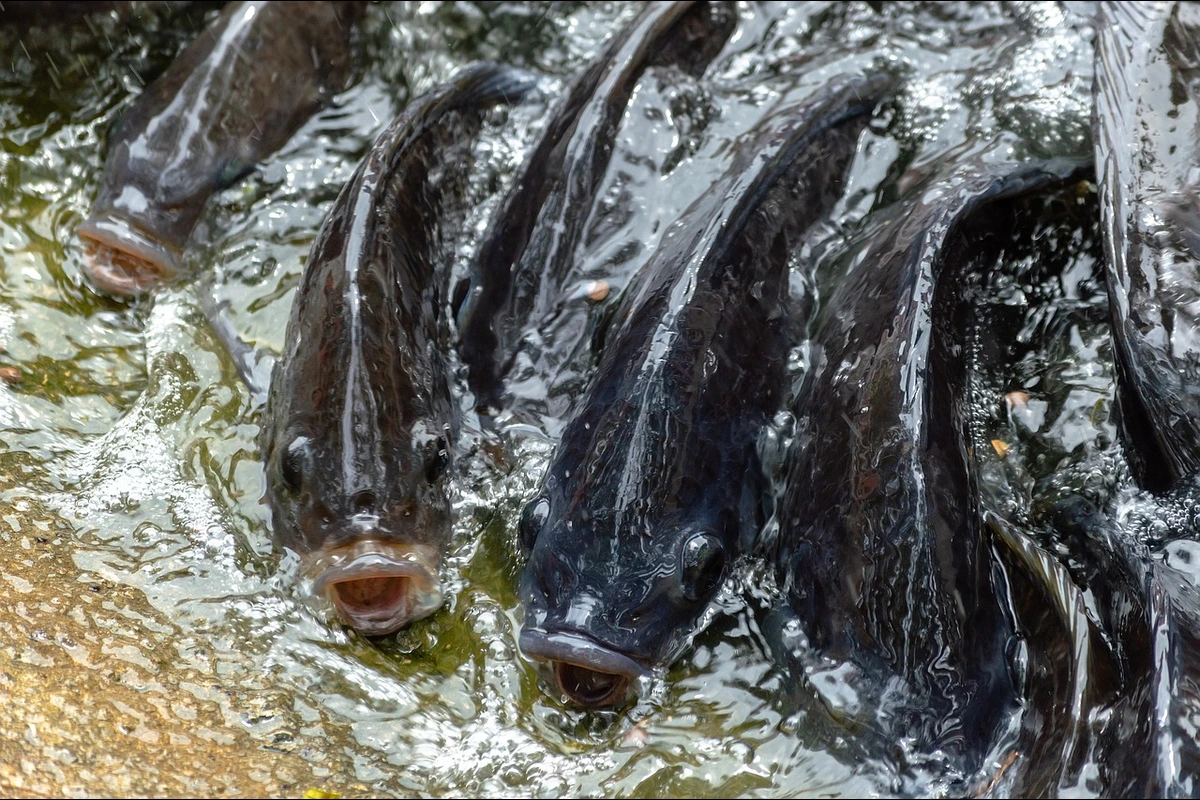 ikan yang bisa dicampur dengan nila