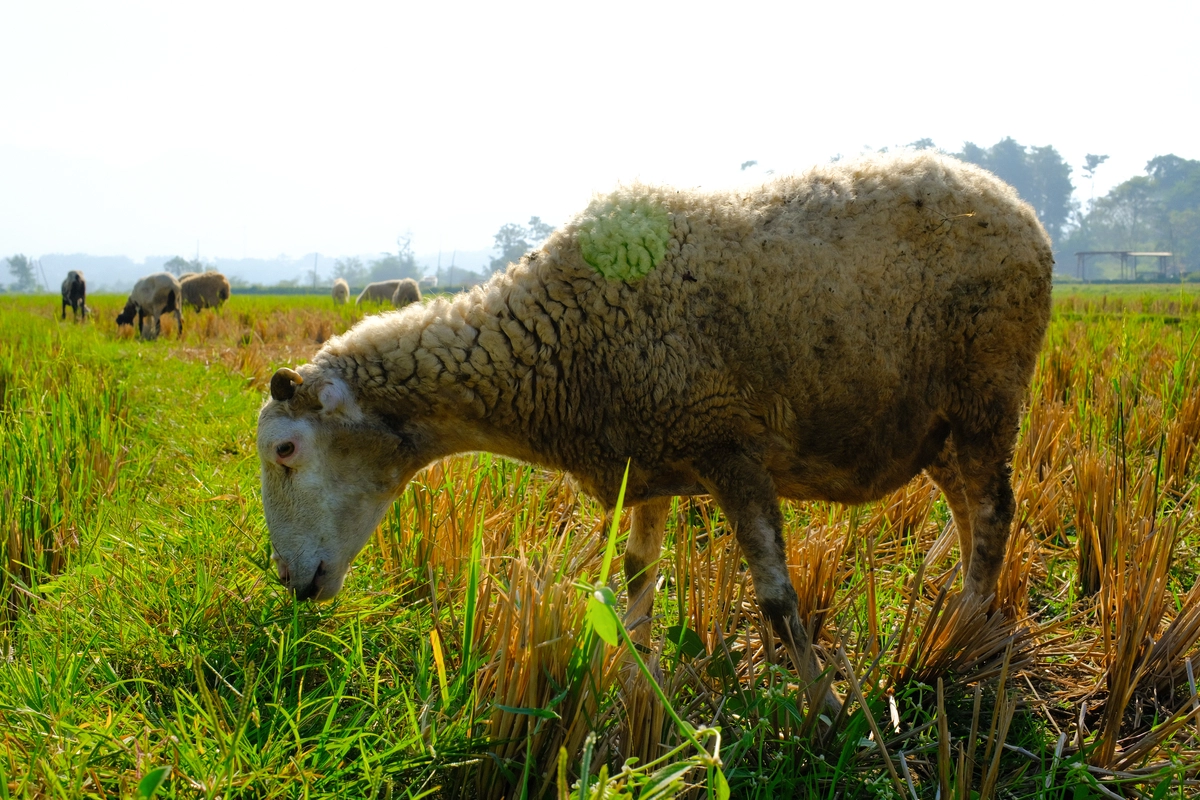 jenis rumput pakan kambing