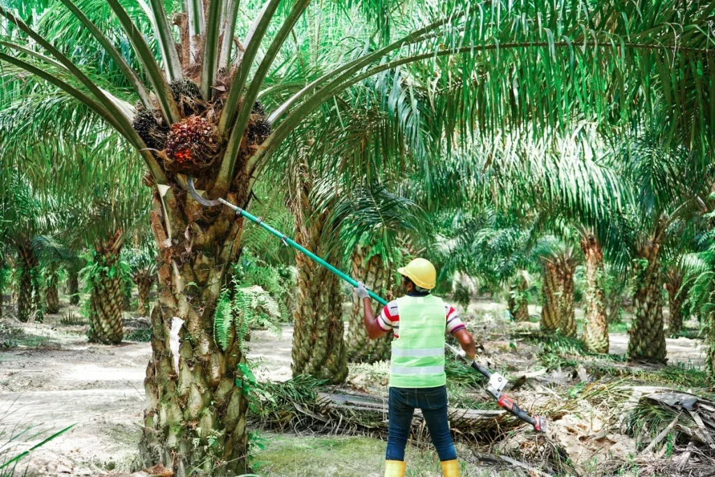 penyakit tajuk pada kelapa sawit