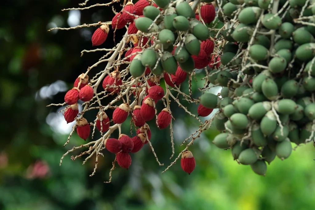 penyebab buah sawit kecil