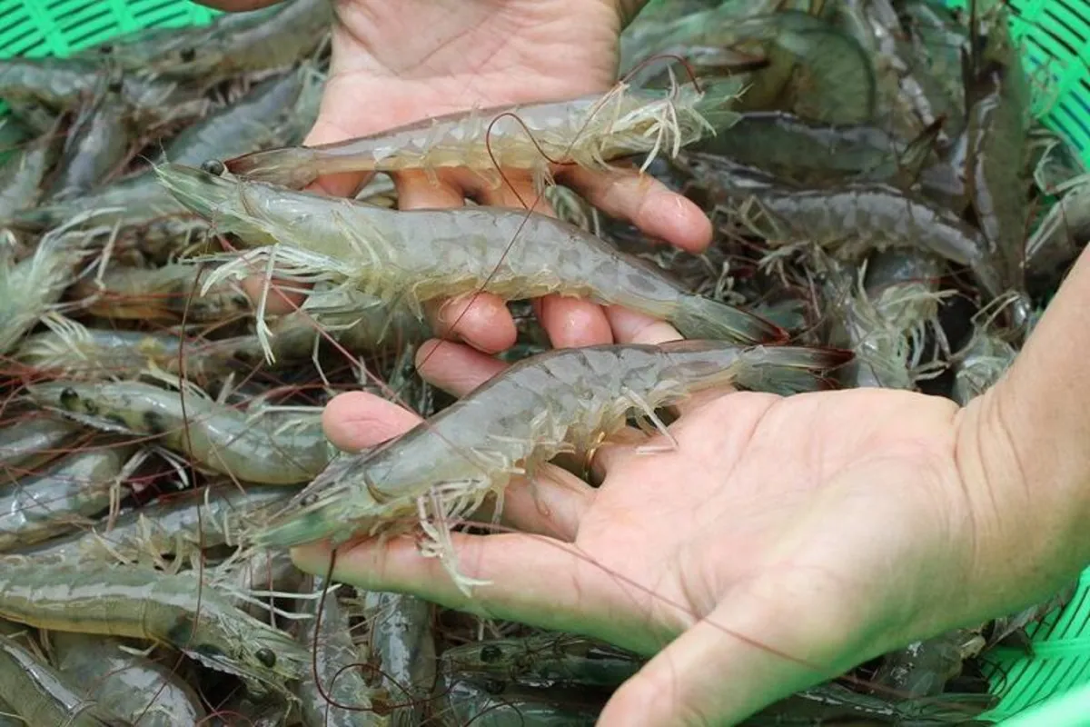 penyebab penyakit wssv pada udang