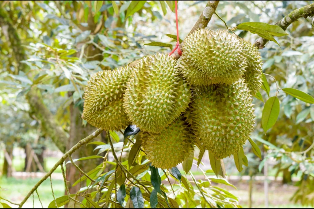 pupuk durian agar tidak rontok