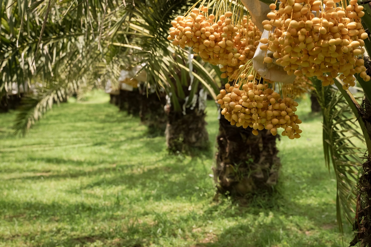 pupuk pelebat buah sawit