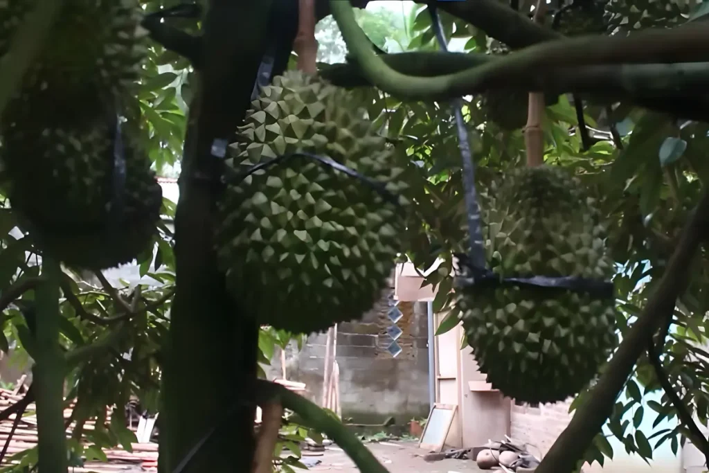 5 Cara Menggunakan Pupuk Booster Durian agar Berbuah Lebat